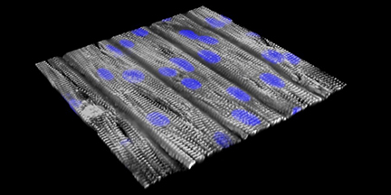 picture of a tissue chip