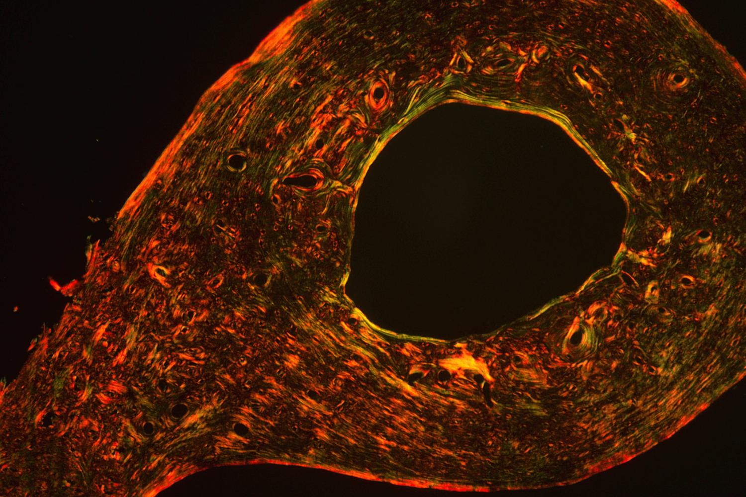 Circular shaped microscopic image.