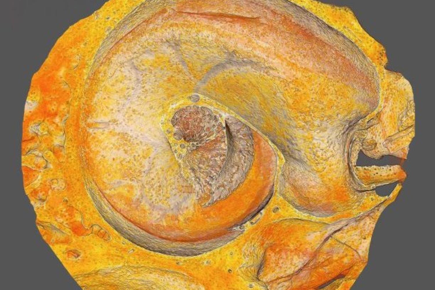 Bright, microscopic  image of a shell-like sprial structure.