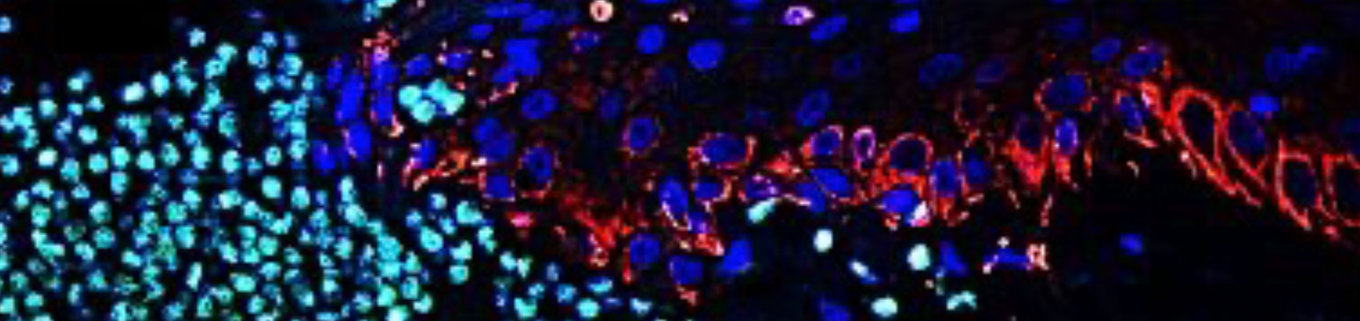 Colorful microscopy image