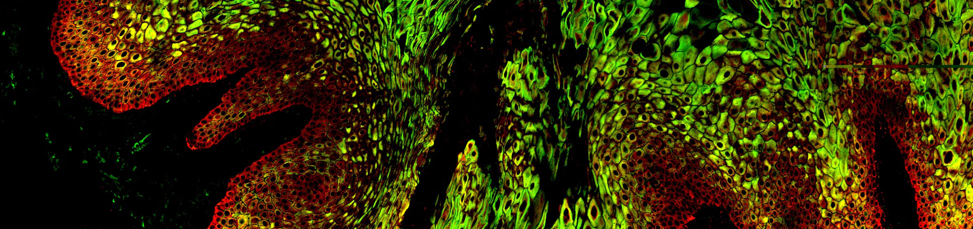 Colorful, swirling image showing a detailed cell structure.