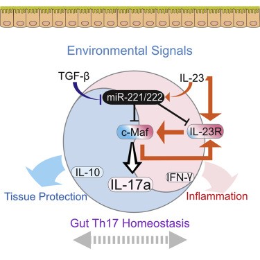Graphical abstract showing MicroRNA-221 and -222 modulating intestinal inflammatory Th17 cell response.