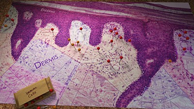 Skin sample displayed as a map.