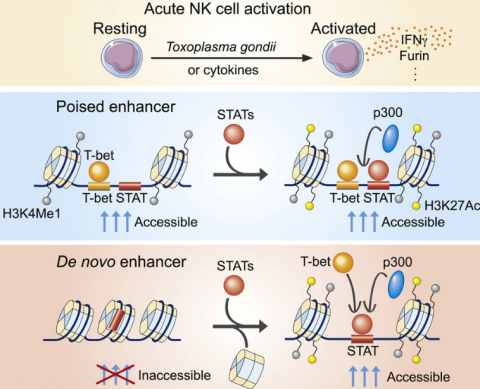 Flexibility in lymphocyte epigenomes 