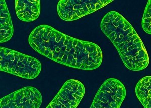 Mitochondria - several rounded, roughly rectangular shapes arranged in a random pattern 