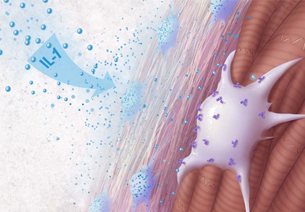 Scientific illustration of a type of fibroblast cell (white) that helps form scar tissue after heart injury in response to an inflammatory signal called IL-1 (blue).