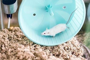 Photo of a white mouse on an exercise wheel
