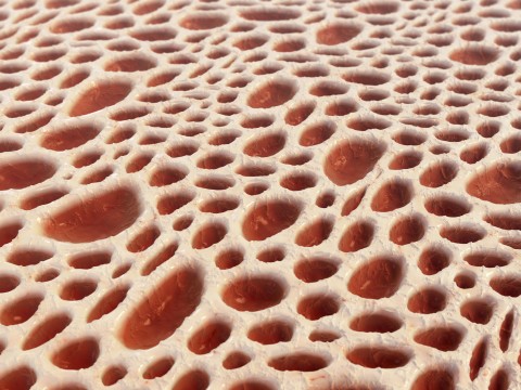 a photograph showing the tissue structure of bone