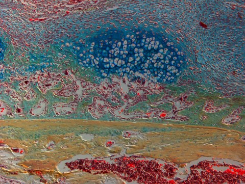 shows a section of mouse bone near a fracture, with marrow full of red blood cells at the bottom and healthy bone on top