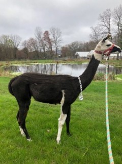 Llamas make nanobodies that may serve as the basis for potential therapies. The llama pictured here made nanobodies used in a COVID-19 study.