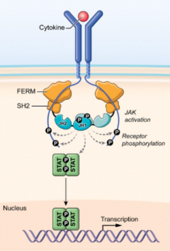 JAK-STAT Pathway