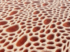 Bone tissue structure