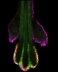 Hair follicle stem cell