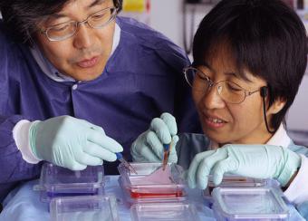 Toshiyuki Yamasita Ph.D. and Yumi Yamashita Ph.D. working with dyes to visualize proteins on a membrane.