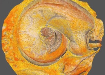 Bright, microscopic  image of a shell-like sprial structure.