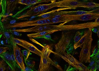 Light Imaging Section Figure 2