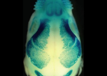 Laboratory of Skin Biology Figure 2