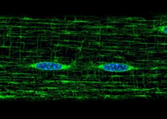 Light Imaging Section Figure 6
