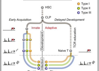 Development of Regulomes