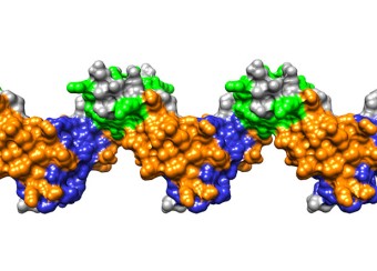 Computer visualization of molecular structure, colored to highlight interactions