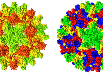 Structure of the HBV T=3 and T=4 capsids, colored according to symmetry.
