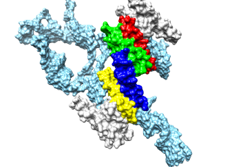 A model of the Rev-RRE complex, colored to distinguish individual components.