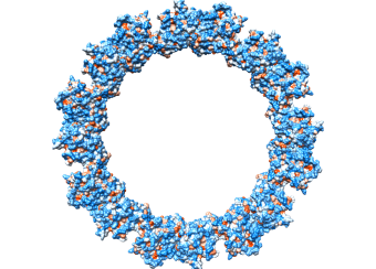  Tubulin - Cryptophycin-1 ring-complexes, colored according to hydrophobicity.