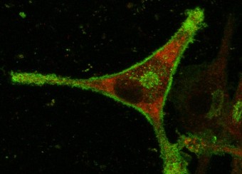 Rat macrophage expressing HLA-B27