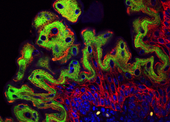 Laboratory of Skin Biology Figure 1