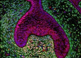 Laboratory of Skin Biology Figure 4