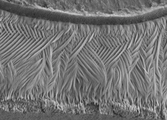 Laboratory of Skin Biology Figure 6