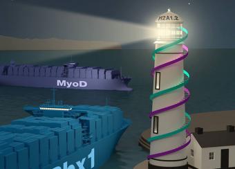 Histone variant macroH2A1.2 marks the regulatory regions for gene activation in muscle cells and serves as a guide for chromatin recruitment of Pbx1 and subsequent binding of MyoD.