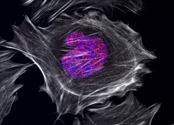Laboratory of Skin Biology Figure 11