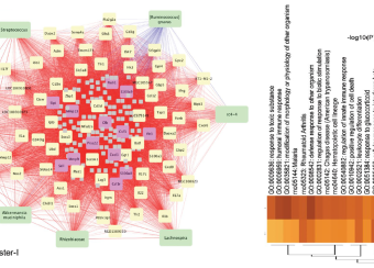Integrated analysis of microbiome and transcriptome in Experimental Spondyloarthritis