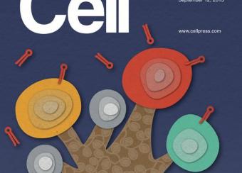 Molecular Cell Cover - 12 September 2013 Volume 51 Issue 5