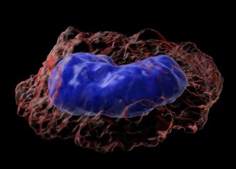 Visualization of a cell showing the nucleus