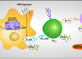 Proposed model linking HLA-B27 misfolding and the unfolded protein response (UPR) to IL-23 production and Th17 activation.