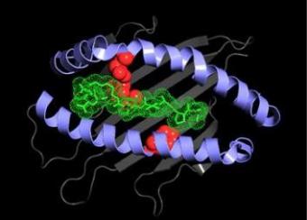 This figure demonstrates a protein bound to a peptide antigen.