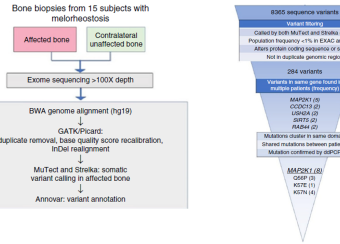 Discovery of disease-causing somatic mutations on MAP2K1 in Melorheostosis
