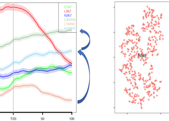Subgrouping supported by ATAC-Seq & scRNA-Seq