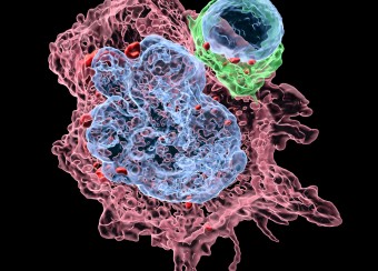 Micrograph image showing a cancel cell and a natural killer (NK) cell.