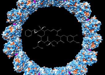 Ring of Hela tubulin 