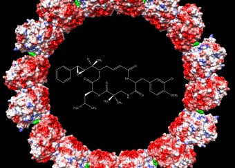 Ring of Hela tubulin 