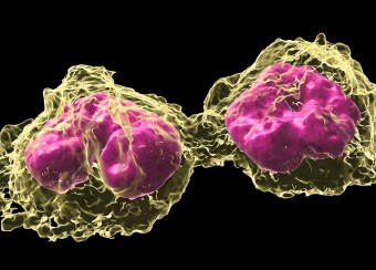 3D image of monoctyes