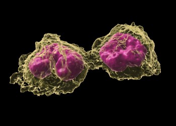 3D image of monoctyes