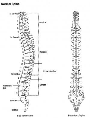 Side View and Back View of a Normal Spine