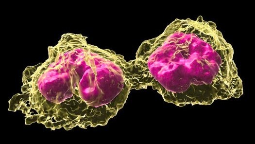 Two monocytes, with nuclei displaying the typical horseshoe shape.