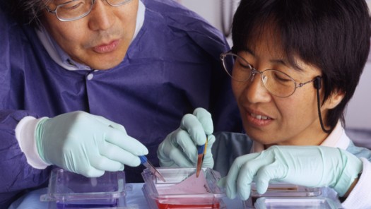 Process to Transfer Cells to a Membrane in Order to Visualize the Protein 1