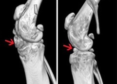 Photo of a mouse knee joint