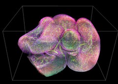 mouse intestine showing antibodies in color